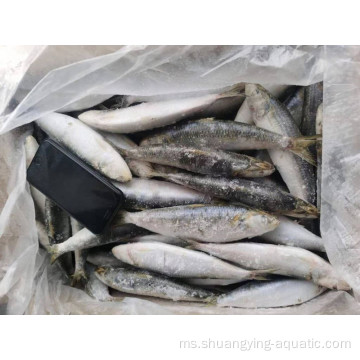 Bahan mentah beku sardinella longiceps wr untuk tin